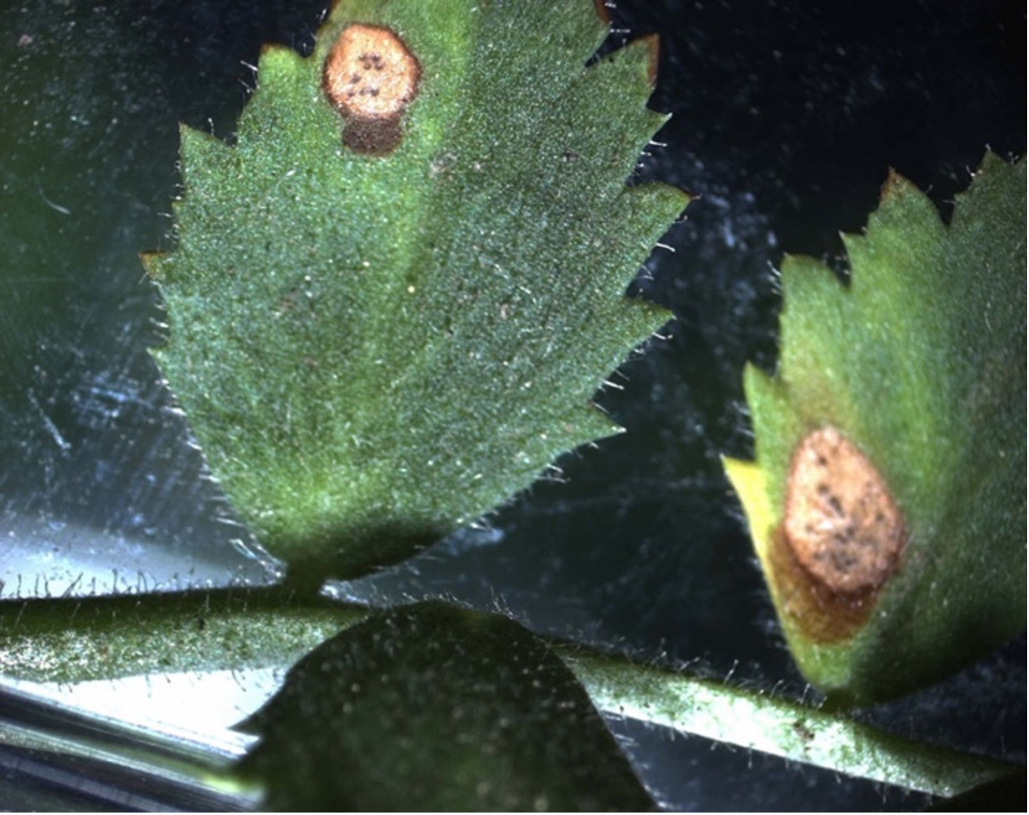Fig. 1. Ascochyta Blight Fig. 1. Ascochyta Blight