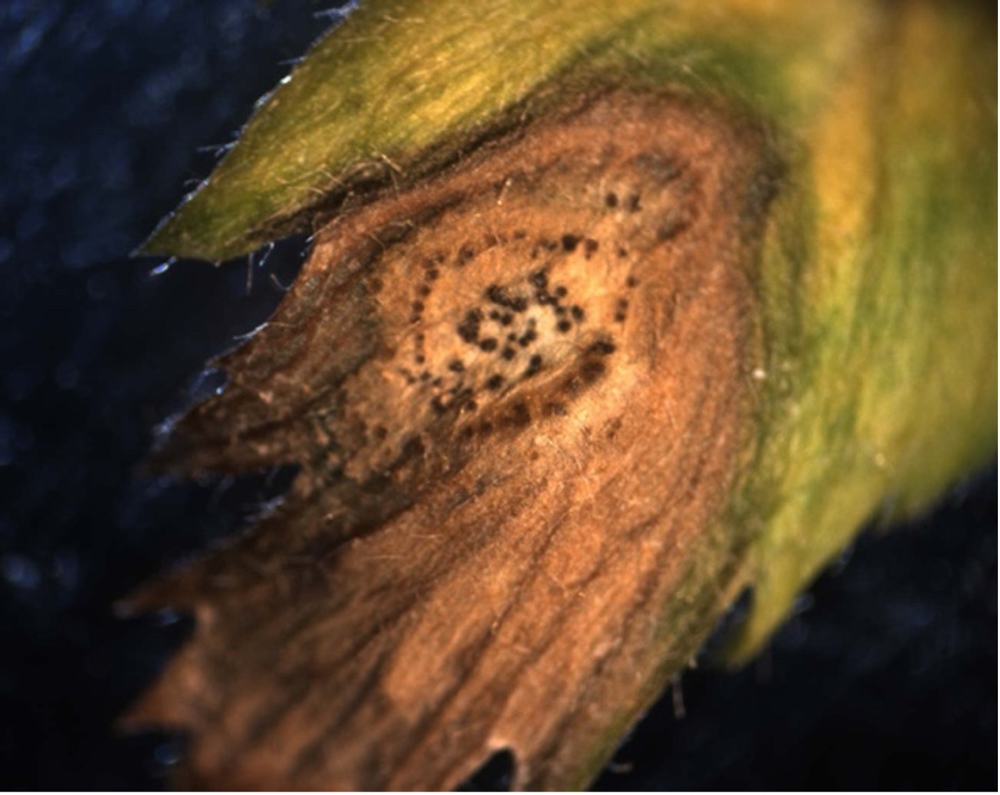 Fig 2. Ascochyta Blight Fig 2. Ascochyta Blight