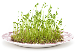 Lentil Sprouts