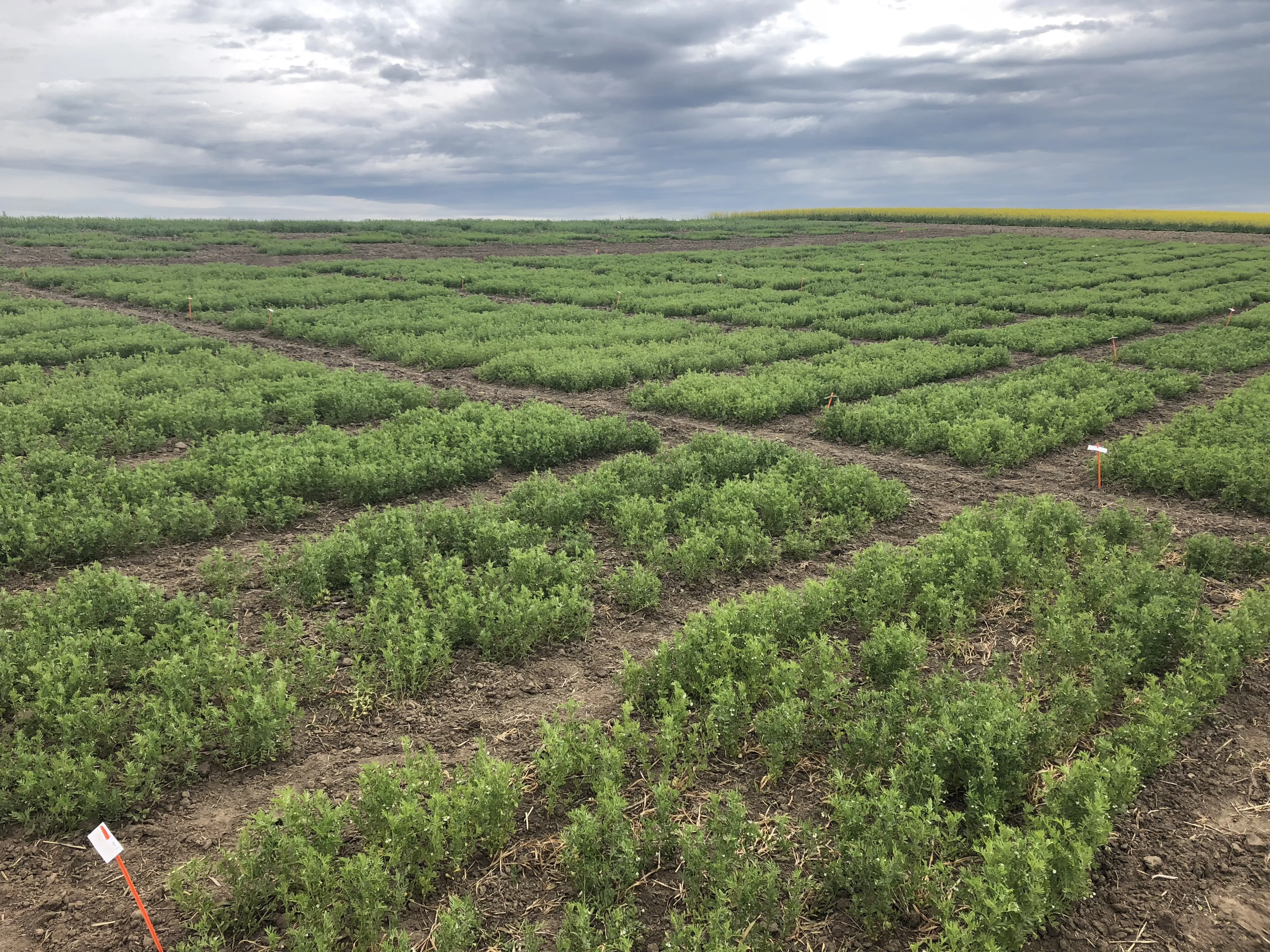 Researchers evaluating pulse crop performance in a Palouse field trial